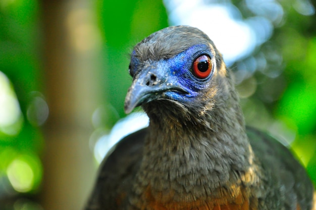 Ein unbekannter Vogel