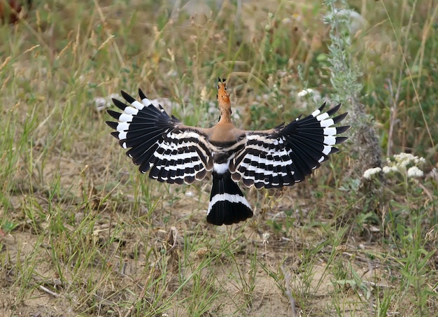 Ein ungewöhnlicher Blick auf den fliegenden Wiedehopf. Rückansicht mit ausgebreiteten Flügeln