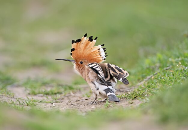 Ein ungewöhnlicher Rahmen Wiedehopf mit offener Krone sitzt auf dem Gras und zuckt mit den Schultern. Blick von der Rückseite des Vogels