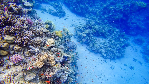 Ein unglaublich schöner dunkelblauer Fisch mit einem weißen Punkt schwimmt neben den schönsten Korallen des Roten Meeres