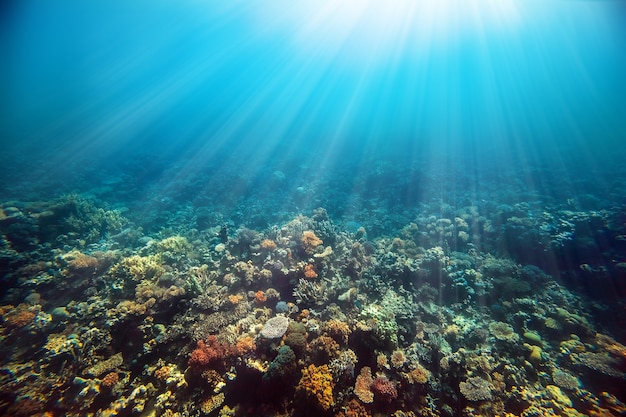 Ein Unterwasserkorallenriff am Roten Meer