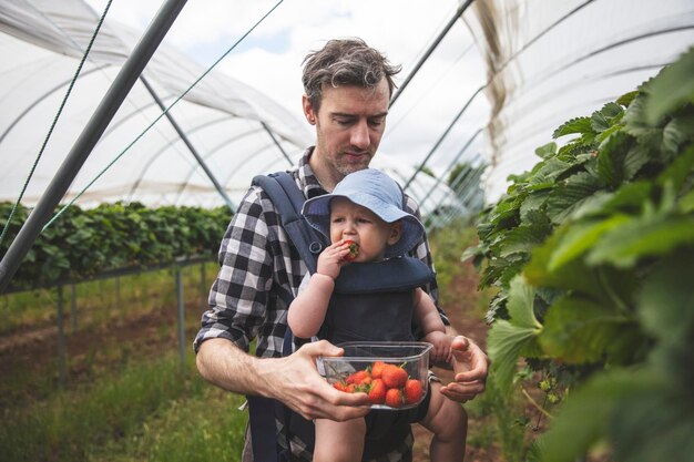 Ein Vater und ein Sohn pflücken gerne frische Erdbeeren zusammen mit dem Familienleben