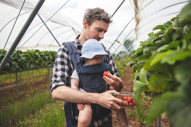 Ein Vater und ein Sohn pflücken gerne frische Erdbeeren zusammen mit dem Familienleben