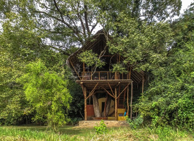 Foto ein verlassenes haus inmitten von bäumen auf einem feld im wald