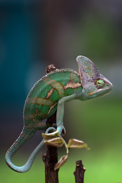 Ein verschleiertes Chamäleon in Position, um eine Beute zu fangen