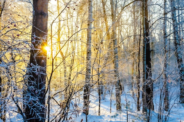 Ein verschneiter Wald, in dem die Sonne durch die Bäume scheint