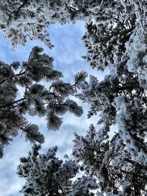 Ein verschneiter Wald mit Bäumen und blauem Himmel