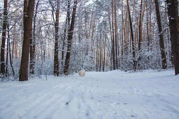 Ein verschneiter Wald mit einem weißen Schaf im Schnee