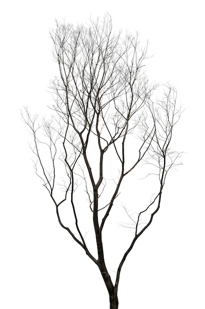 Ein verwelkter Baum vor einem reinweißen Hintergrund