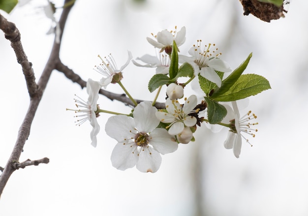 Ein verwitterter apfelbaum, blumen in einem garten