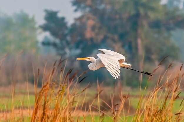 Ein Viehreiher fliegt über hohes Gras