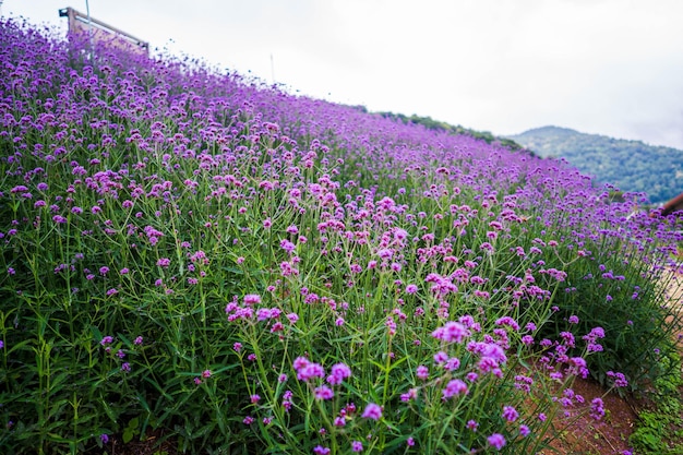 Ein violettes Blumenfeld mit Bergen im Hintergrund