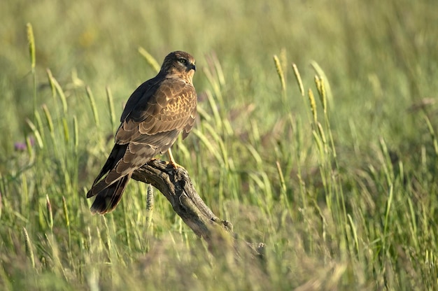 Ein Vogel auf einem Ast in einem Feld