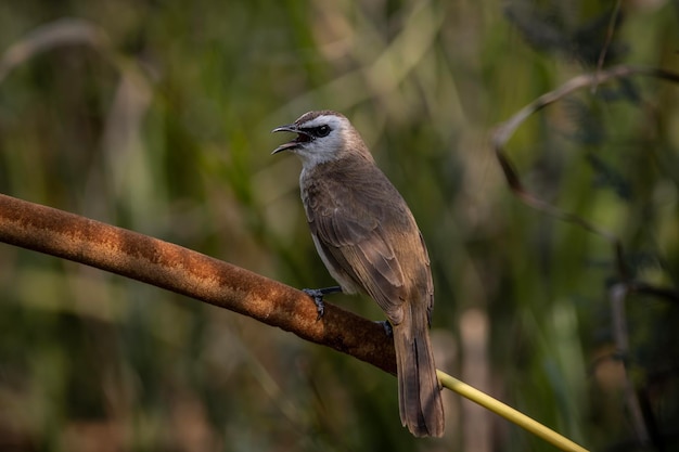 Ein Vogel auf einem Ast mit grünem Hintergrund