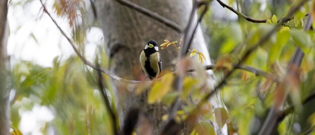 Ein Vogel auf einem Baum