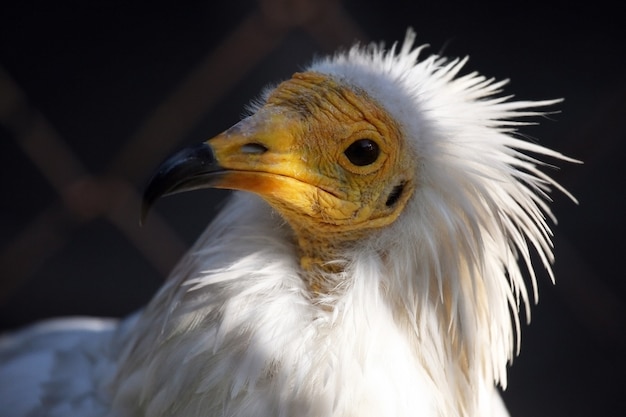 Ein Vogel der Adlerfamilie