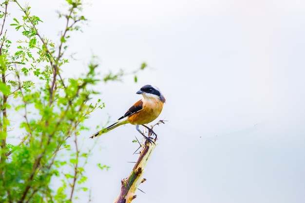 Ein Vogel, der auf dem dünnen Ast einer Pflanze im Busch ruht