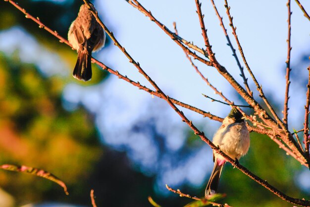 Foto ein vogel, der auf einem zweig sitzt, aus geringerem blickwinkel