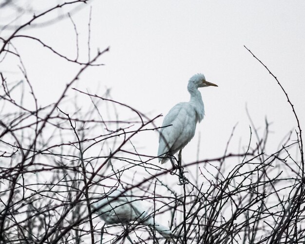 Foto ein vogel, der auf einem zweig sitzt, aus geringerem blickwinkel