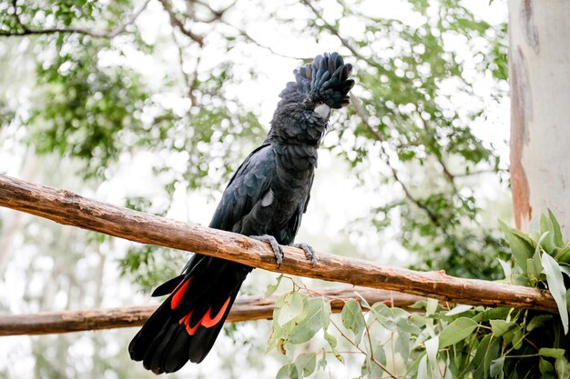 Ein Vogel, der auf einem Zweig sitzt, aus geringerem Blickwinkel