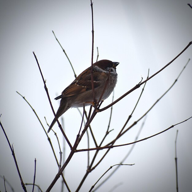 Foto ein vogel, der auf einem zweig sitzt, aus geringerem blickwinkel