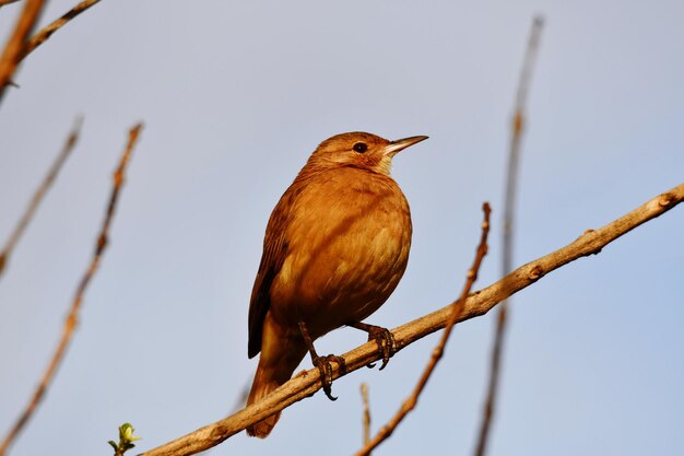 Foto ein vogel, der auf einem zweig sitzt, aus geringerem blickwinkel