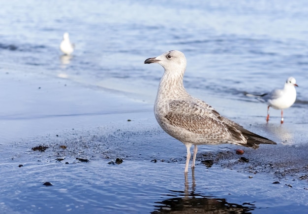 Ein Vogel, der im Wasser steht