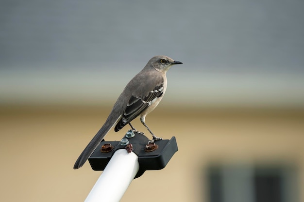 Ein Vogel der nördlichen Spottdrossel thront auf einem Zaunpfosten