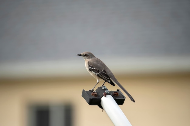 Ein Vogel der nördlichen Spottdrossel thront auf einem Zaunpfosten