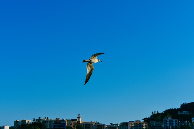 Ein Vogel fliegt am Himmel mit einer Stadt im Hintergrund