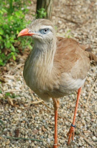 ein Vogel in der Zoosafari