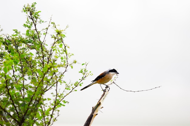 Ein Vogel in seinem natürlichen Lebensraum an einem angenehmen Tag