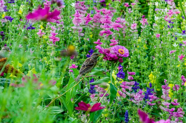 Ein Vogel ist auf einer Blume in einem Feld von lila und gelben Blumen.