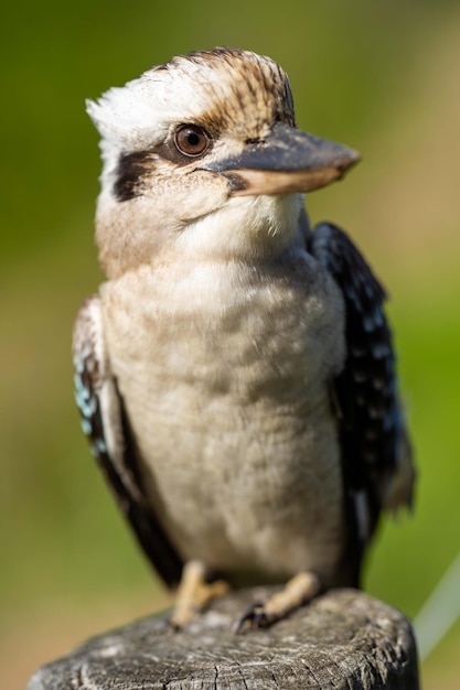 Ein Vogel mit blauem Kopf sitzt auf einem Ast