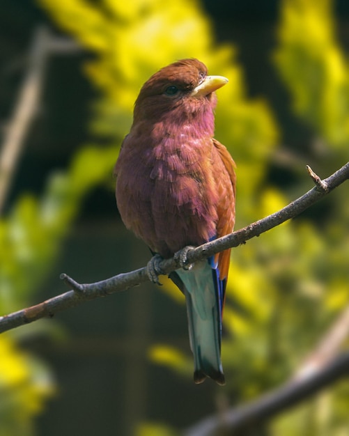 Ein Vogel mit blauem Schwanz