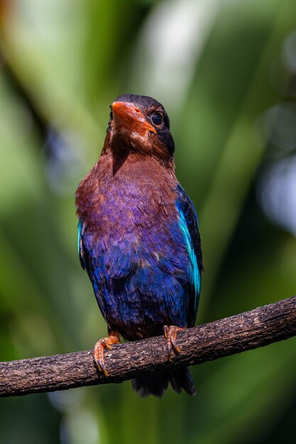 Ein Vogel mit blauen und lila Flügeln sitzt auf einem Ast.