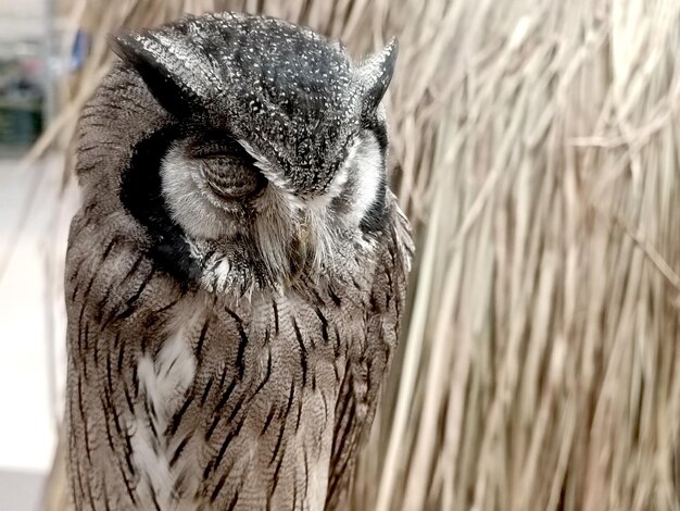 Foto ein vogel mit einem blauen schild, auf dem „eule“ steht