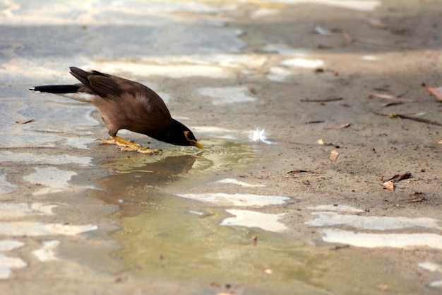 Ein Vogel mit einem gelben Auge trinkt Wasser.