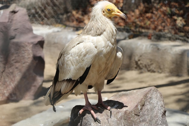 Ein Vogel mit einem gelben Auge