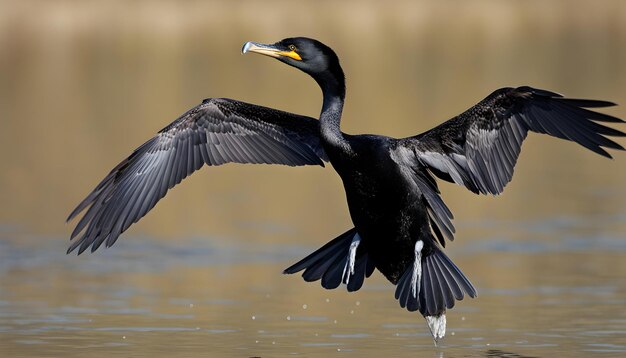 Foto ein vogel mit einem gelben schnabel fliegt über wasser