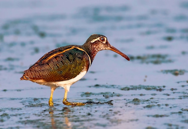 Ein Vogel mit einem langen Schnabel geht im Wasser spazieren.