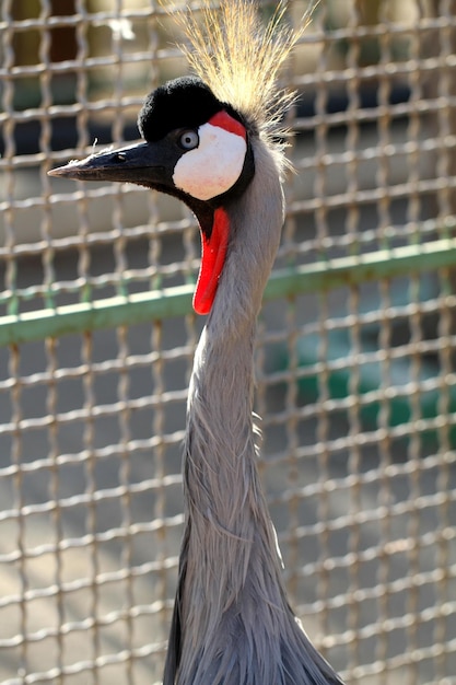 Ein Vogel mit einem roten Hals und einem weißen Hals mit einem roten Band darum.