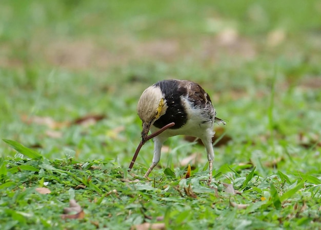 Foto ein vogel mit einem schnabel, auf dem steht vogel