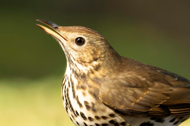 ein Vogel mit einem schwarz-weißen Schnabel