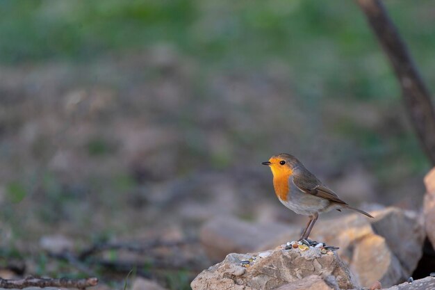 Ein Vogel mit einer gelben Brust und einer orangefarbenen Brust