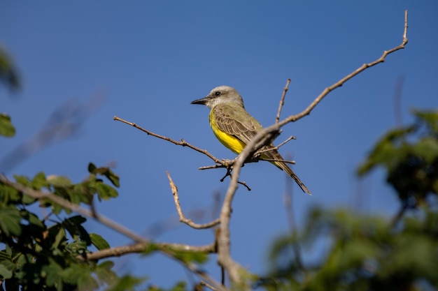 Ein Vogel mit gelbem Bauch sitzt auf einem Ast.