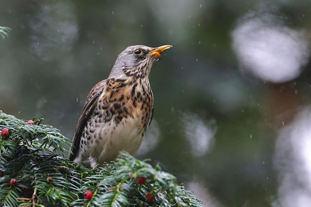 Ein Vogel mit gelbem Schnabel sitzt auf einem Ast