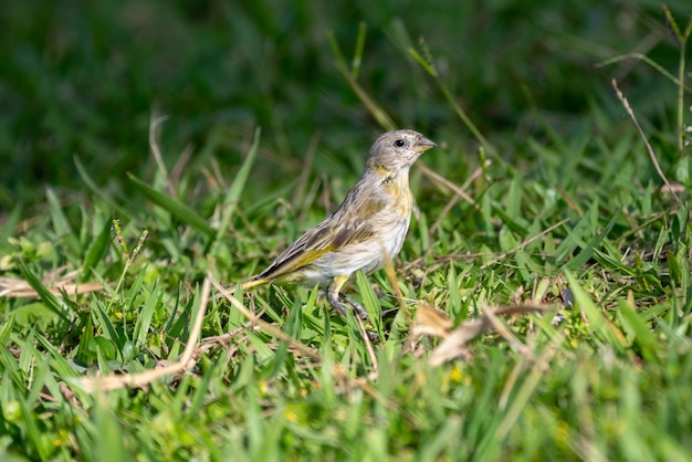 Ein Vogel mit gelben und weißen Federn steht im Gras.