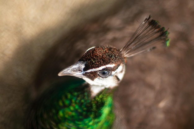 Ein Vogel mit grünem Kopf und braunen Federn