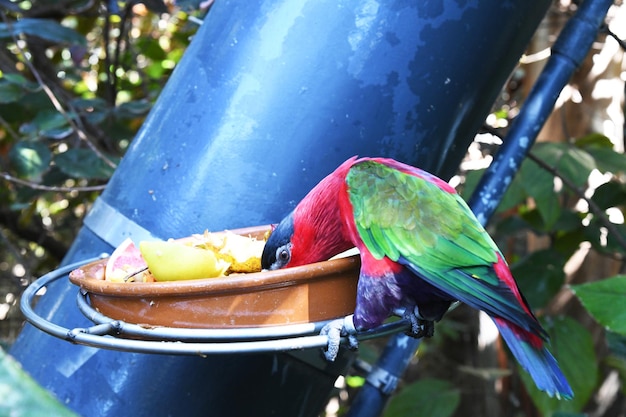 Ein Vogel mit grünem Kopf und lila Flügeln frisst aus einer Schüssel.